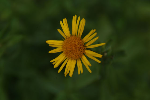 Inula salicina Wilgalant bestellen